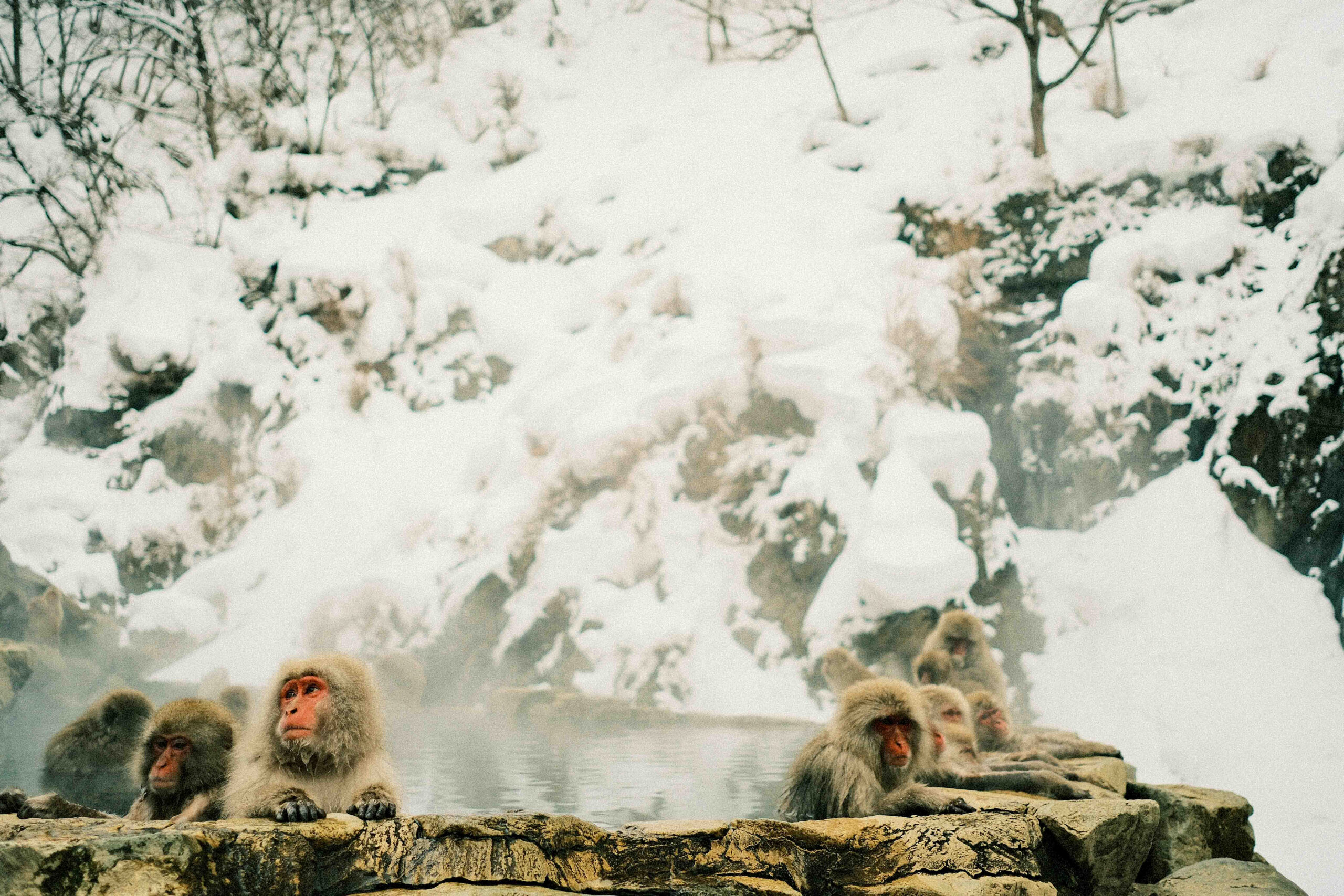 Japanese macaques bathing in a hot spring surrounded by snow